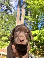 Lisa (Orange collar), a female Labrador Retriever for sale in Meredith, NH – 1 of 1