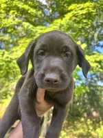 Ricky (blue collar), a male Labrador Retriever for sale in Meredith, NH – 1 of 1