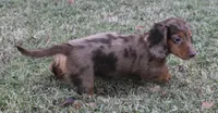 UABR Ruby, a female Miniature Dachshund for sale in Mountain Home, AR – 6 of 9
