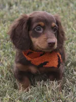 UABR Spruce, a male Miniature Dachshund for sale in Mountain Home, AR – 4 of 10