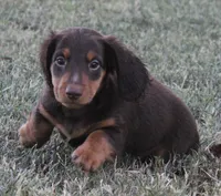 UABR Bruiser, a male Miniature Dachshund for sale in Mountain Home, AR – 2 of 2