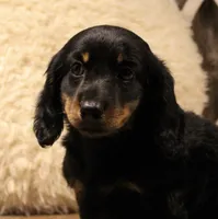 Austin, a male Miniature Dachshund for sale in Mountain Home, AR – 7 of 10