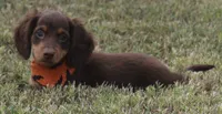 UABR Spruce, a male Miniature Dachshund for sale in Mountain Home, AR – 8 of 10