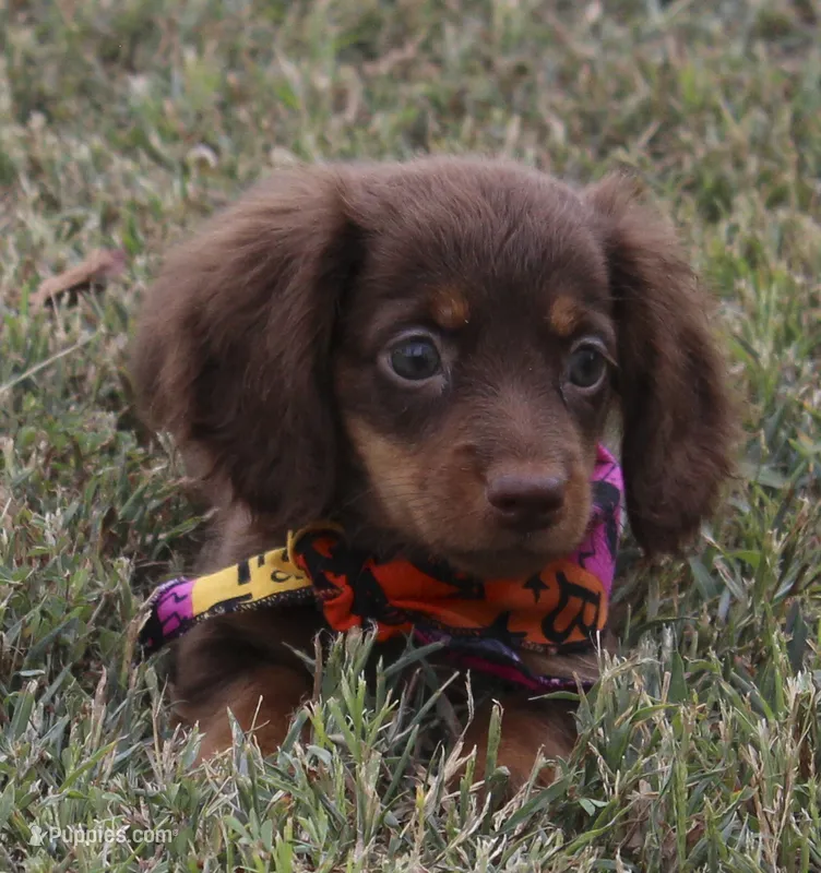 UABR Lucy – Miniature Dachshund puppy on hold in Mountain Home, AR