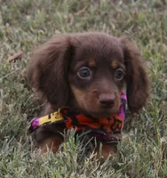 UABR Lucy, a female Miniature Dachshund for sale in Mountain Home, AR – 1 of 10