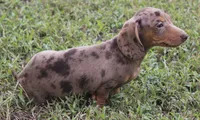UABR Bruno, a male Miniature Dachshund for sale in Mountain Home, AR – 10 of 10