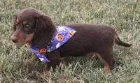UABR Susan, a female Miniature Dachshund for sale in Mountain Home, AR – 7 of 10