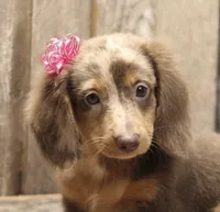 UABR Patches, a female Miniature Dachshund for sale in Mountain Home, AR – 4 of 10