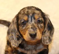 Oliver, a male Miniature Dachshund for sale in Mountain Home, AR – Photo 2 of 10