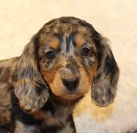 Oliver, a male Miniature Dachshund for sale in Mountain Home, AR – Photo 3 of 10