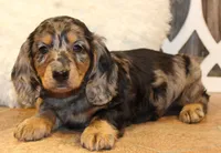 Oliver, a male Miniature Dachshund for sale in Mountain Home, AR – Photo 6 of 10