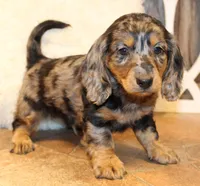 Oliver, a male Miniature Dachshund for sale in Mountain Home, AR – Photo 8 of 10