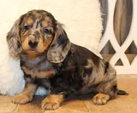 Oliver, a male Miniature Dachshund for sale in Mountain Home, AR – Photo 7 of 10