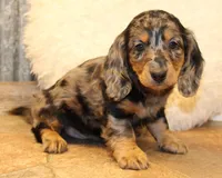Oliver, a male Miniature Dachshund for sale in Mountain Home, AR – Photo 5 of 10