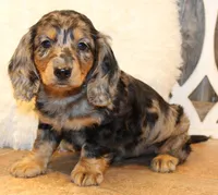 Oliver, a male Miniature Dachshund for sale in Mountain Home, AR – Photo 10 of 10