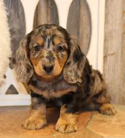 Oliver, a male Miniature Dachshund for sale in Mountain Home, AR – Photo 4 of 10