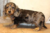Oliver, a male Miniature Dachshund for sale in Mountain Home, AR – Photo 9 of 10