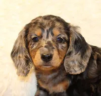 Oliver, a male Miniature Dachshund for sale in Mountain Home, AR – Photo 1 of 10