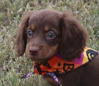 UABR Lucy, a female Miniature Dachshund for sale in Mountain Home, AR – 6 of 10