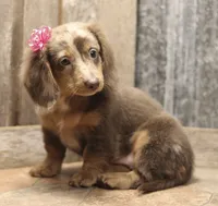 UABR Patches, a female Miniature Dachshund for sale in Mountain Home, AR – 7 of 10