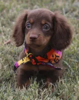 UABR Lucy, a female Miniature Dachshund for sale in Mountain Home, AR – 8 of 10