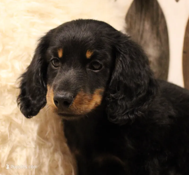 Austin – Miniature Dachshund puppy for sale in Mountain Home, AR