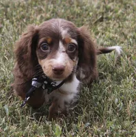UABR Teeny, a female Miniature Dachshund for sale in Mountain Home, AR – 8 of 10