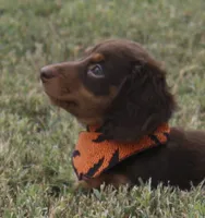 UABR Spruce, a male Miniature Dachshund for sale in Mountain Home, AR – 9 of 10