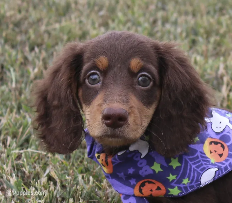 UABR Susan – Miniature Dachshund puppy for sale in Mountain Home, AR
