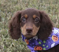 UABR Susan, a female Miniature Dachshund for sale in Mountain Home, AR – 1 of 10
