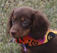 UABR Lucy, a female Miniature Dachshund for sale in Mountain Home, AR – 4 of 10