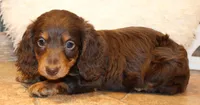 Jonathon, a male Miniature Dachshund for sale in Mountain Home, AR – Photo 10 of 10