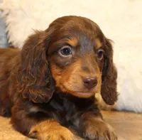 Jonathon, a male Miniature Dachshund for sale in Mountain Home, AR – Photo 3 of 10