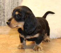 Dustin, a male Miniature Dachshund for sale in Mountain Home, AR – Photo 6 of 10