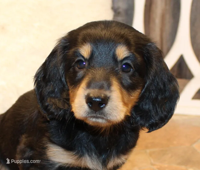 Dustin, a male Miniature Dachshund for sale in Mountain Home, AR – Photo 1 of 10