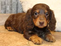 Jonathon, a male Miniature Dachshund for sale in Mountain Home, AR – Photo 6 of 10
