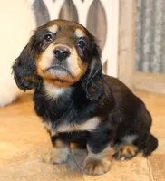 Dustin, a male Miniature Dachshund for sale in Mountain Home, AR – Photo 8 of 10