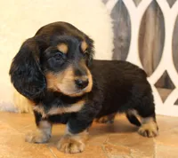Dustin, a male Miniature Dachshund for sale in Mountain Home, AR – Photo 10 of 10