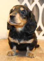 Dustin, a male Miniature Dachshund for sale in Mountain Home, AR – Photo 3 of 10