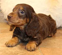 Jonathon, a male Miniature Dachshund for sale in Mountain Home, AR – Photo 8 of 10