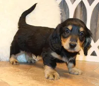 Dustin, a male Miniature Dachshund for sale in Mountain Home, AR – Photo 9 of 10