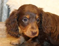 Jonathon, a male Miniature Dachshund for sale in Mountain Home, AR – Photo 2 of 10