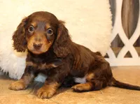 Jonathon, a male Miniature Dachshund for sale in Mountain Home, AR – Photo 9 of 10