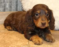 Jonathon, a male Miniature Dachshund for sale in Mountain Home, AR – Photo 4 of 10