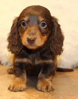 Jonathon, a male Miniature Dachshund for sale in Mountain Home, AR – Photo 7 of 10