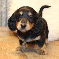 Dustin, a male Miniature Dachshund for sale in Mountain Home, AR – Photo 7 of 10