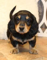 Dustin, a male Miniature Dachshund for sale in Mountain Home, AR – Photo 4 of 10