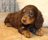 Jonathon, a male Miniature Dachshund for sale in Mountain Home, AR – Photo 5 of 10