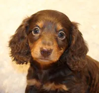 Jonathon, a male Miniature Dachshund for sale in Mountain Home, AR – Photo 1 of 10