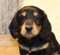 Dustin, a male Miniature Dachshund for sale in Mountain Home, AR – Photo 2 of 10